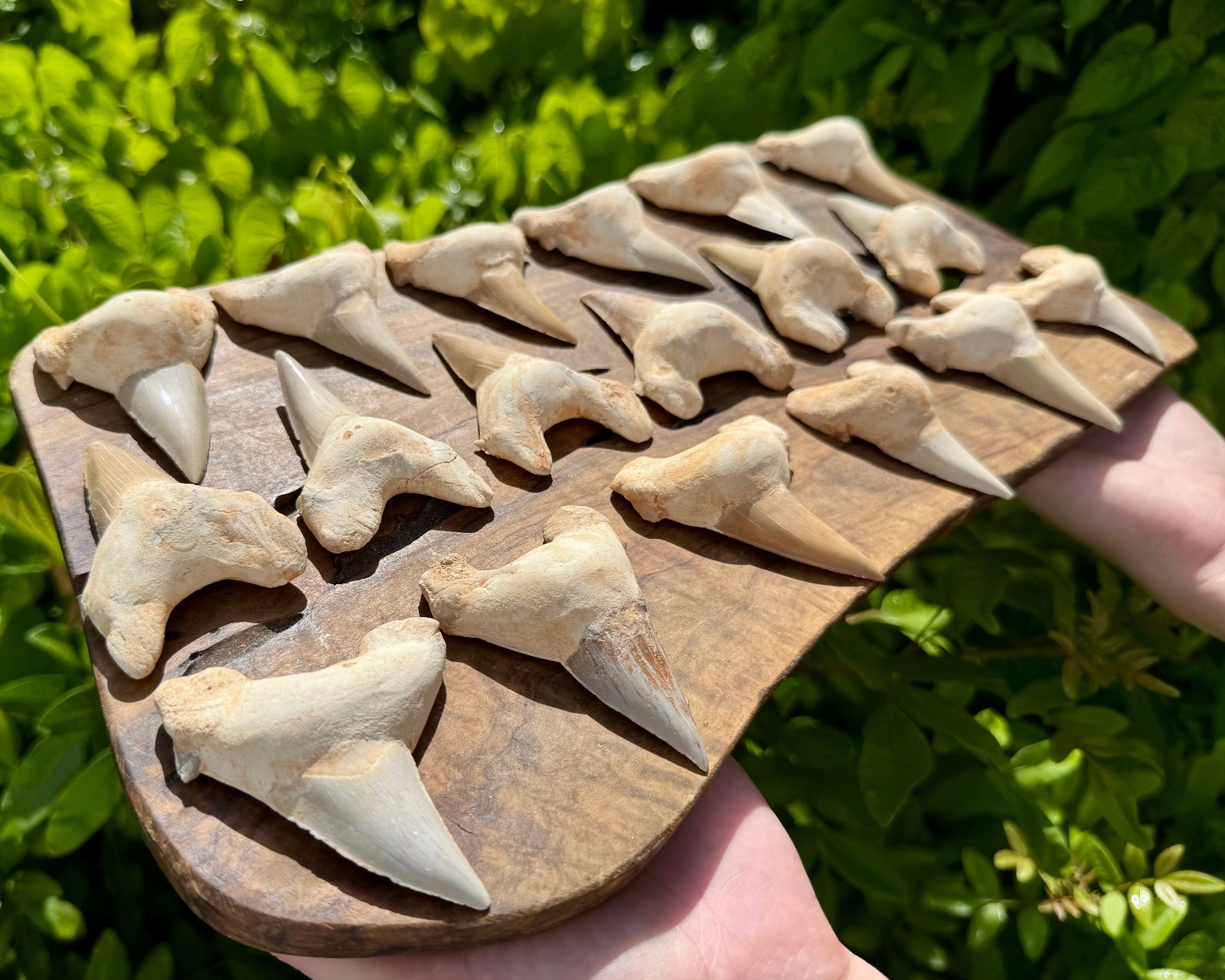 LARGE Shark Tooth Fossils, Natural Fossilized Shark Teeth – Choose Size & Amount
