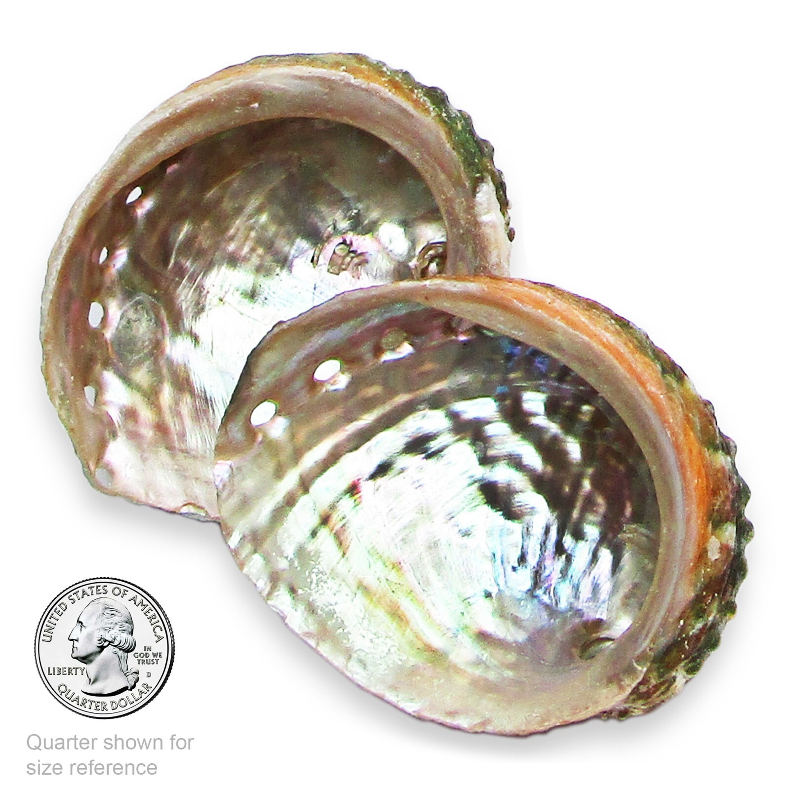 Natural Abalone Paua moon shell mother of pearl South Africa – SMALL