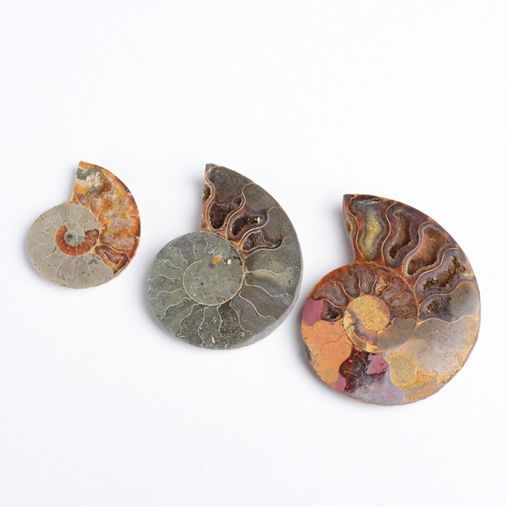 2pc Half Cut Natural Ammonite Shell Fossil Specimen Madagascar Collection Gem