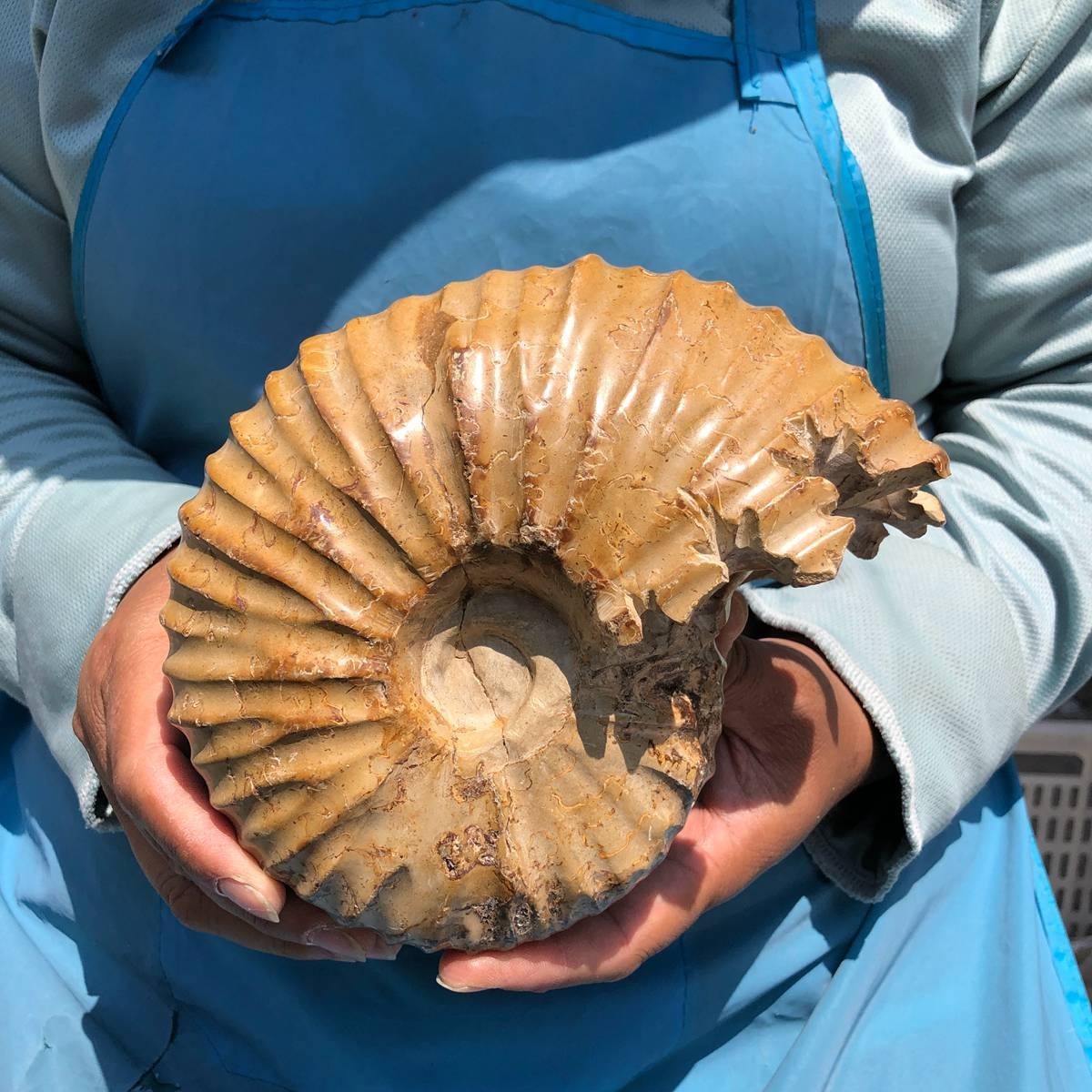 4.18LB Rare! Natural Tentacle Ammonite Specimen Healing Madagascar