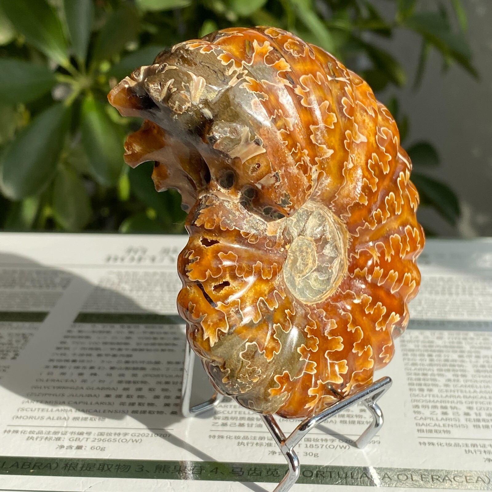 200g Top Natural Horn Screw Fossil Ammonite Conch Crystal Specimen Healing