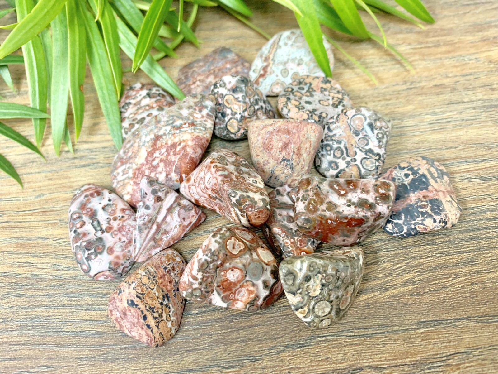 1/2 lb Leopard Skin Jasper Tumbled Stones Crystal Gemstone Specimen Reiki