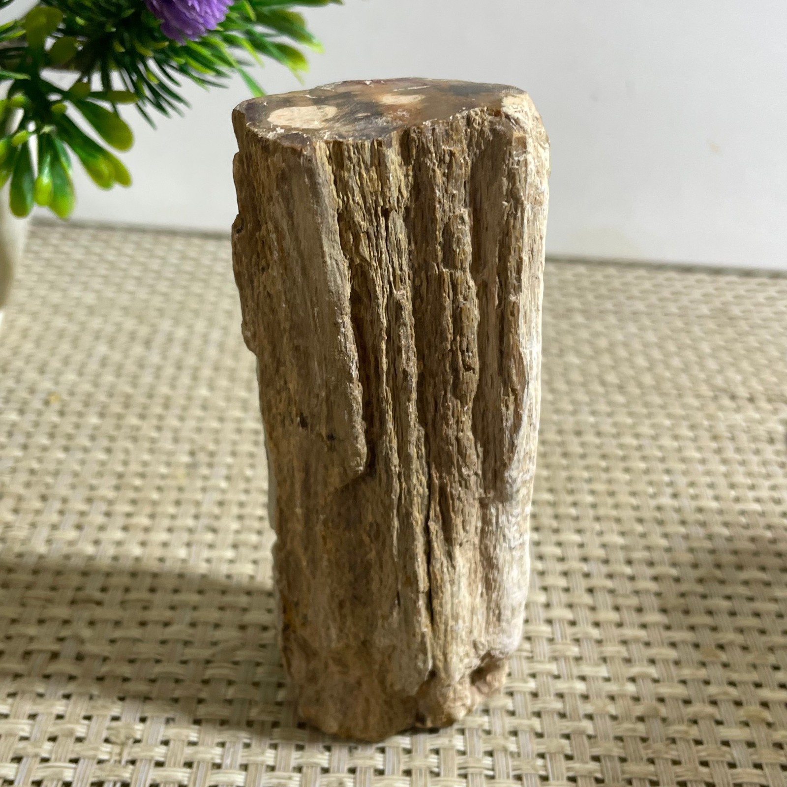 Natural Polished Petrified Wood Crystal Slice Madagascar 183g