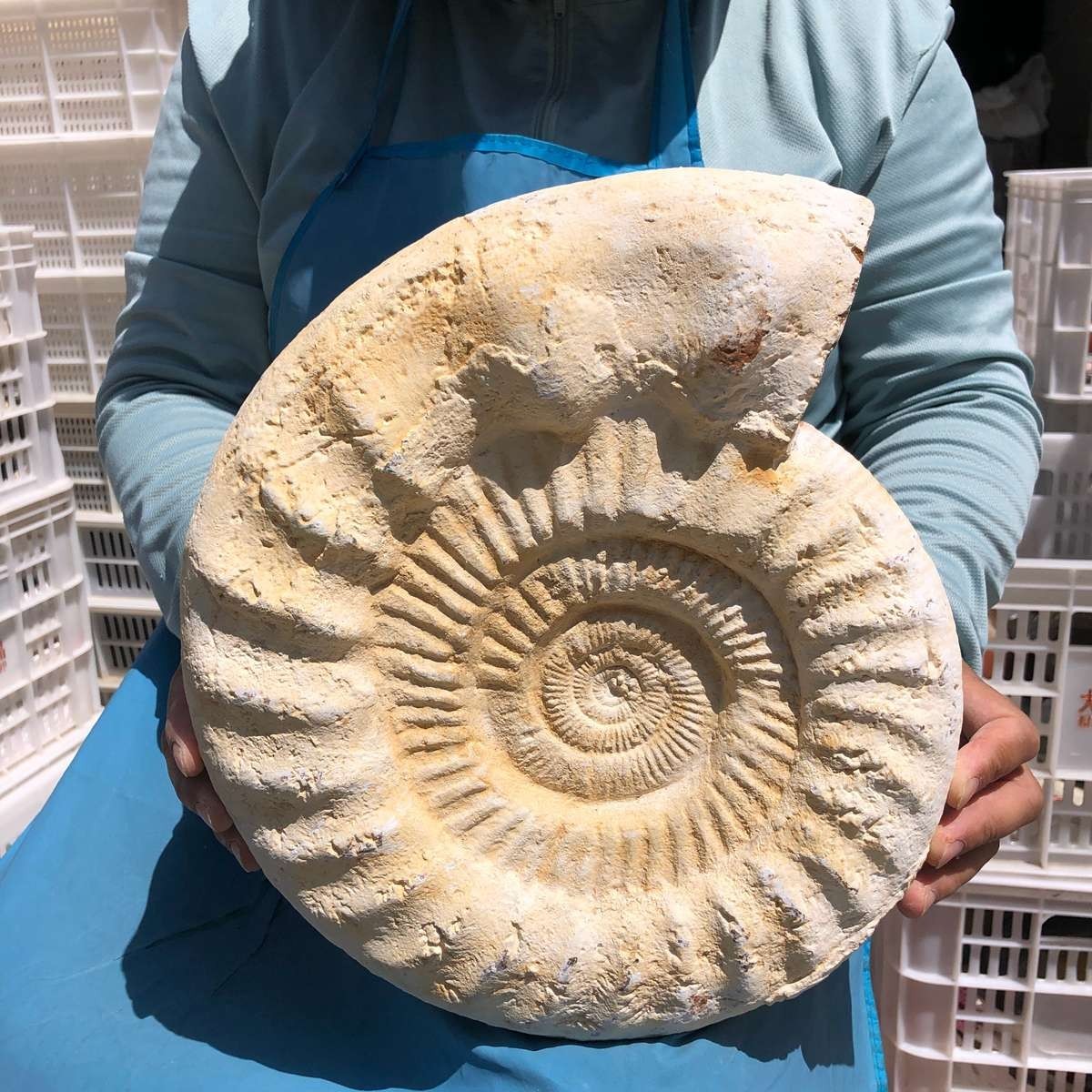 17.31LB Large Natural Beautiful Ammonite Fossil Conch Crystal Specimen Healing