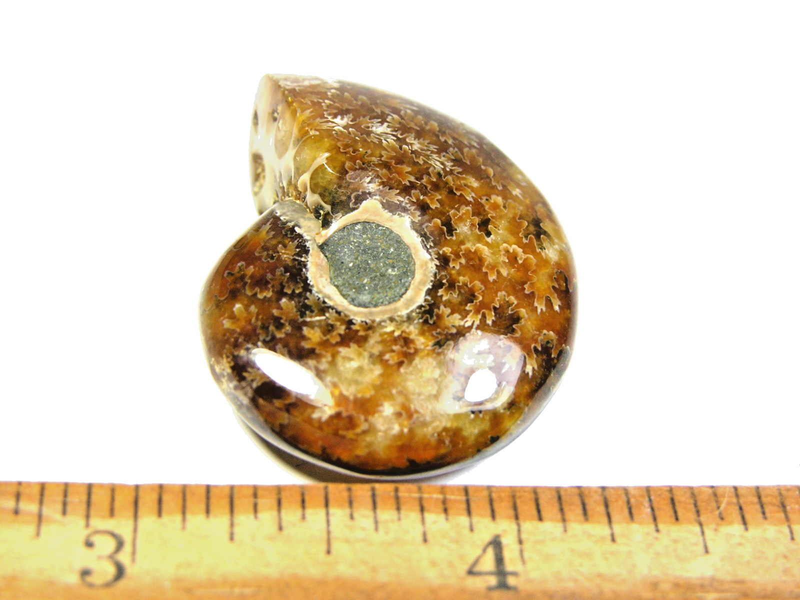 Ammonite fossil polished 1 1/2″ + showing suture lines Madagascar ms11