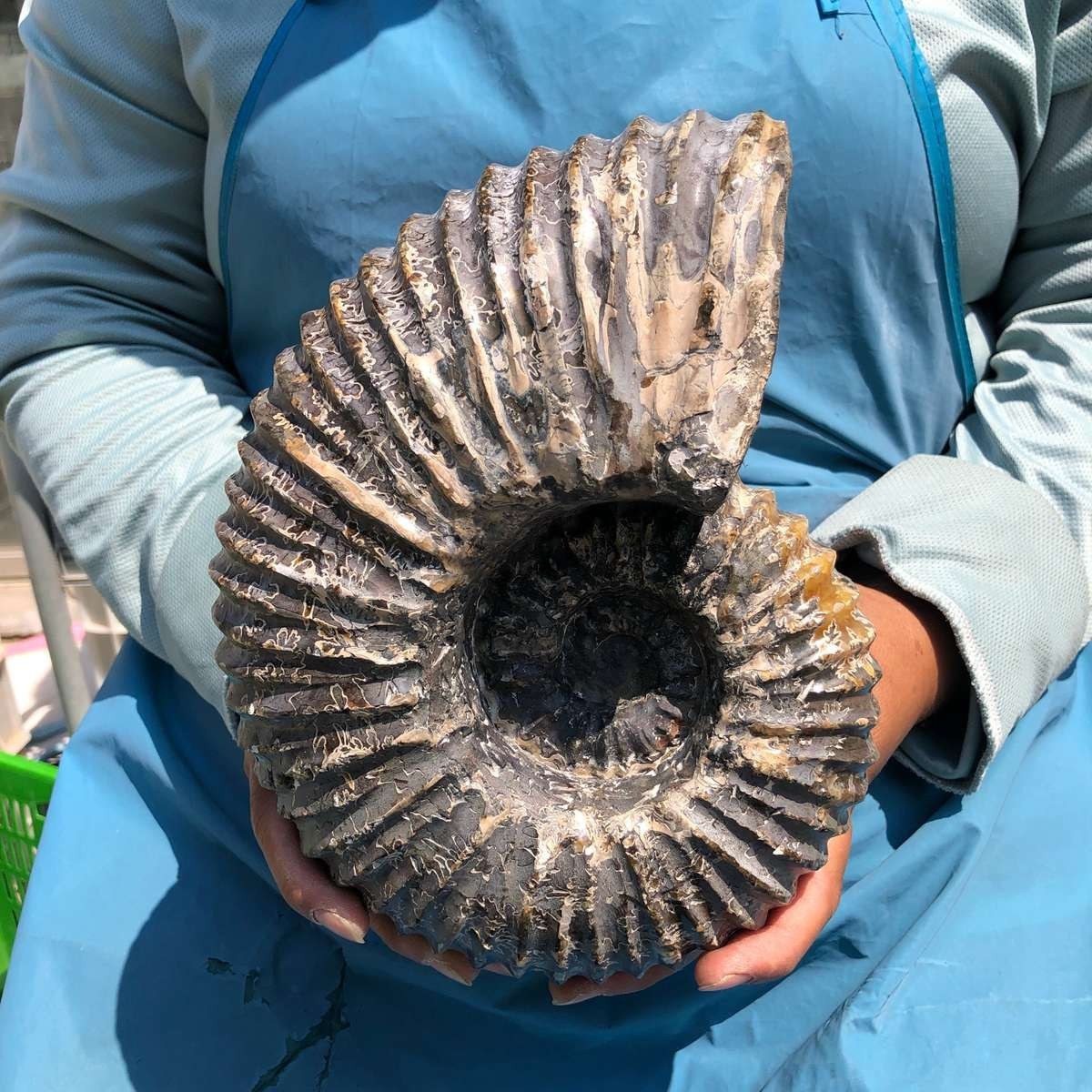 8.84LB Natural Beautiful Ammonite Fossil Conch Crystal Specimen Healing 5383
