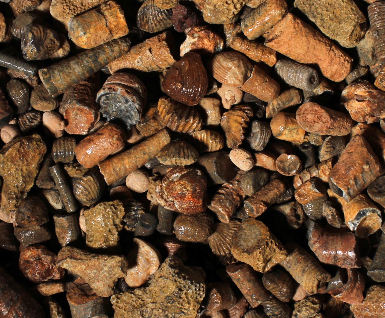 Fossil Mix – Rough Material for Tumbling – Bulk Wholesale 1LB options
