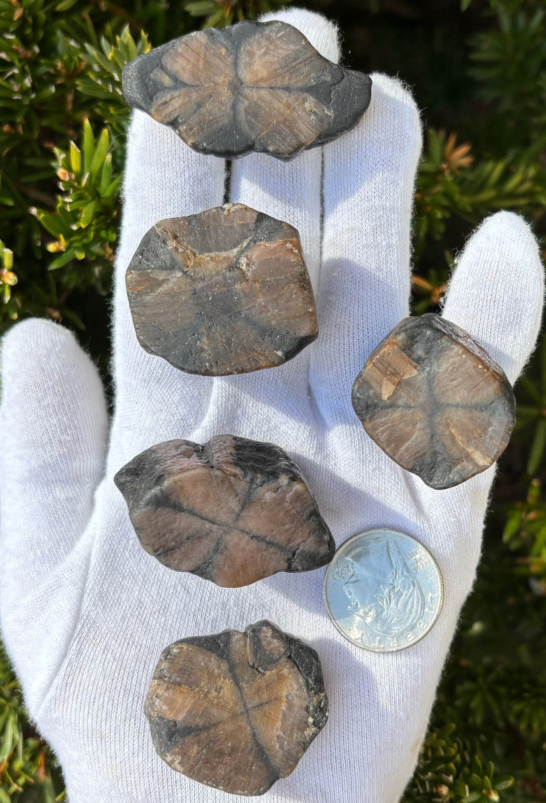 182g LOT THICK CUT CHIASTOLITE ANDALUSITE ROUGH LARGE-R SPECIMENS CROSS STONES