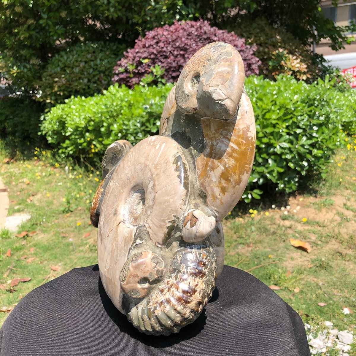14.71LB Rarem Natural Tentacle Ammonite Fossil Specimen Shell Healing Madagas