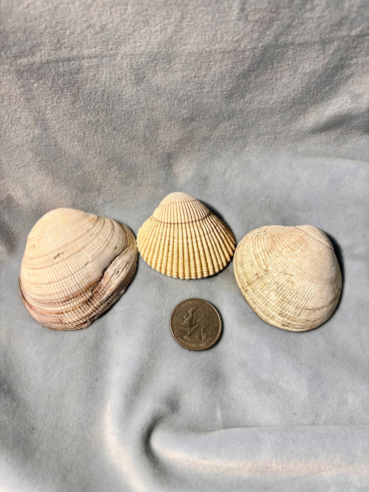 California Beach Shell Lot, Stackable Sea shells 63