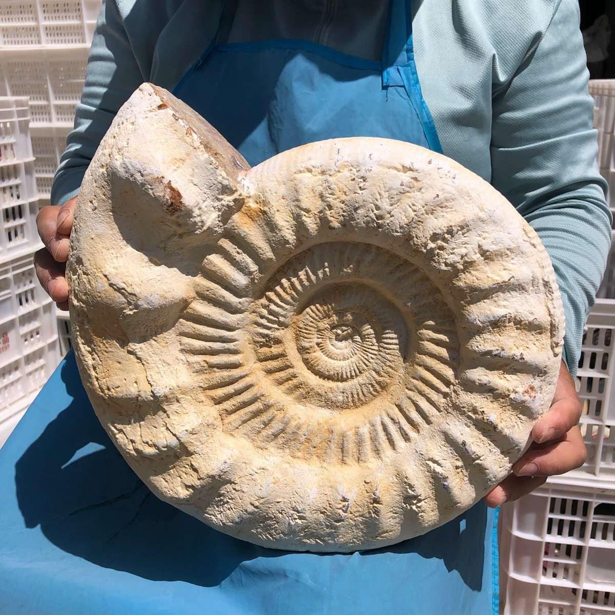 17.31LB Large Natural Beautiful Ammonite Fossil Conch Crystal Specimen Healing