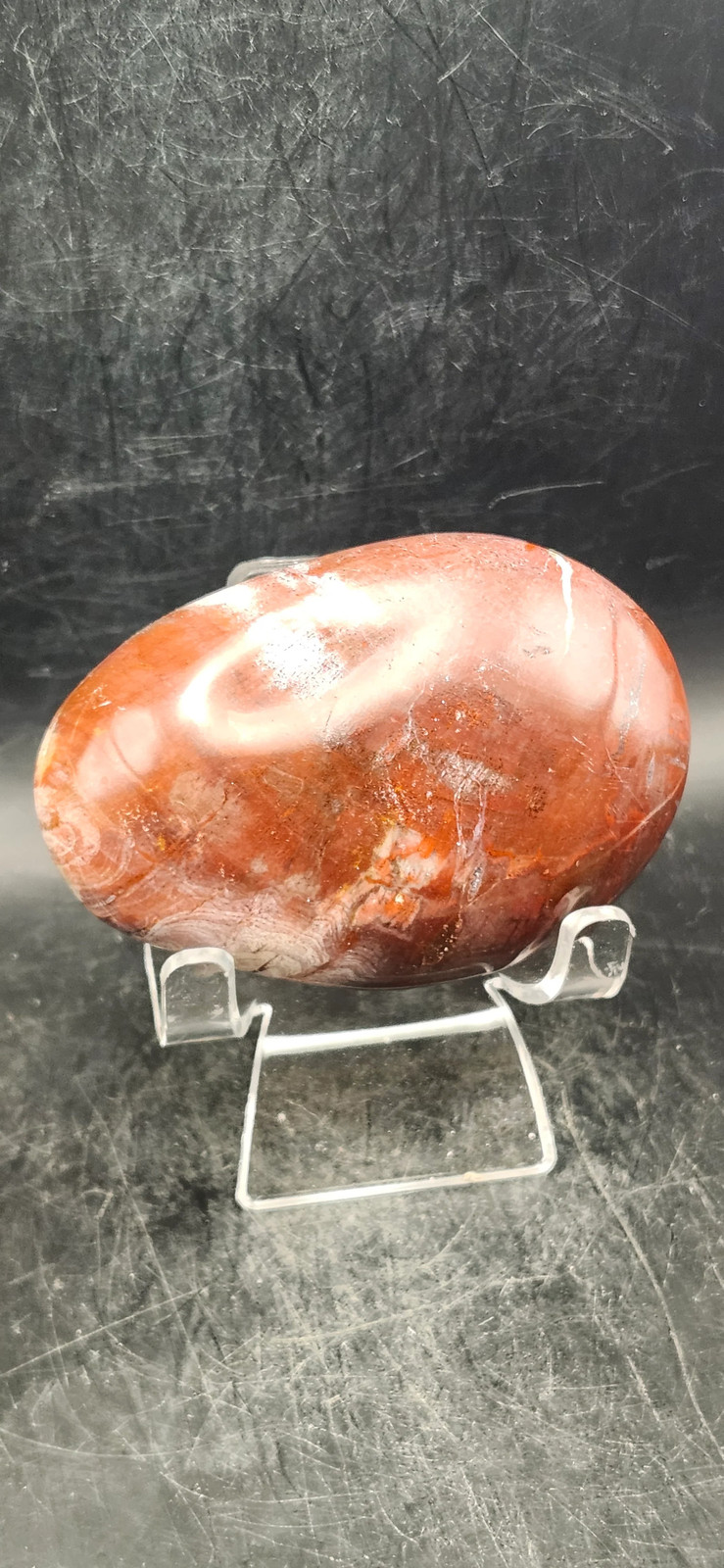 Large Petrified wood palm stone! 10 ounces, 3.3 inches long, 2.2 wide