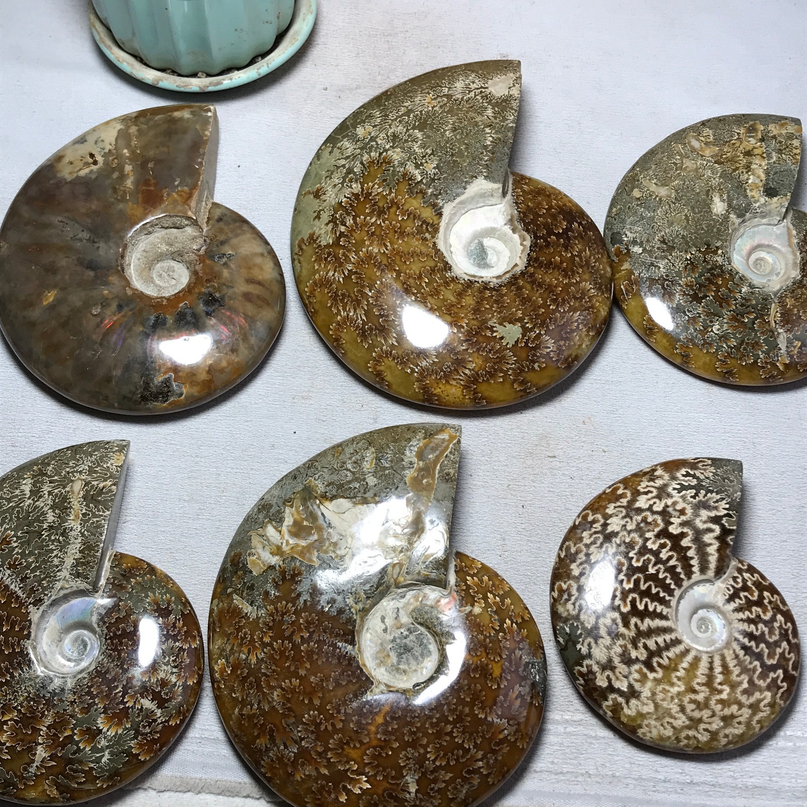 3Pcs Natural Ammonite Shell Jurrassic Crystal Specimen Madagascar 1.03kg A7003