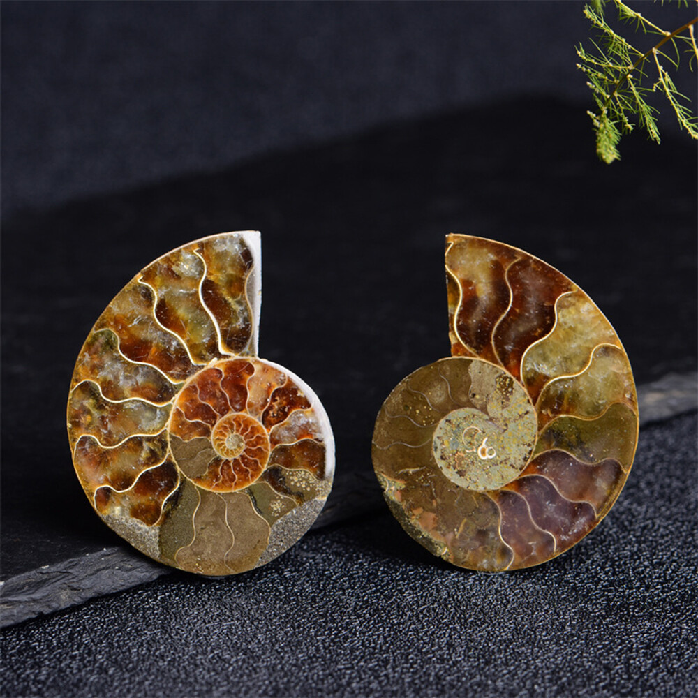 2pc Half Cut Natural Ammonite Shell Fossil Specimen Madagascar Collection Gem