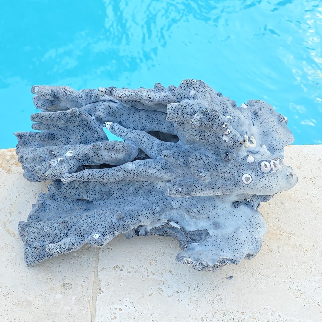 10 lb Nat Blue Coral Reef Cluster Marine Mineral Crystal Specimen Aquarium 14″