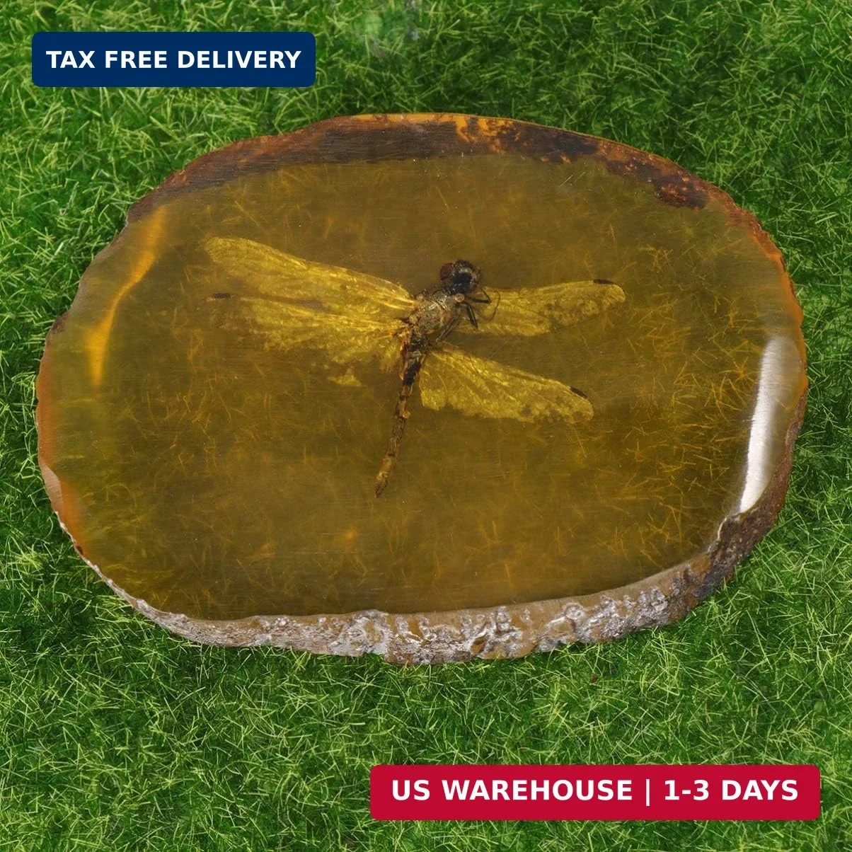 Garneck Amber Specimen Pendant with Insect Inside Unique Resin Ornament for Scie