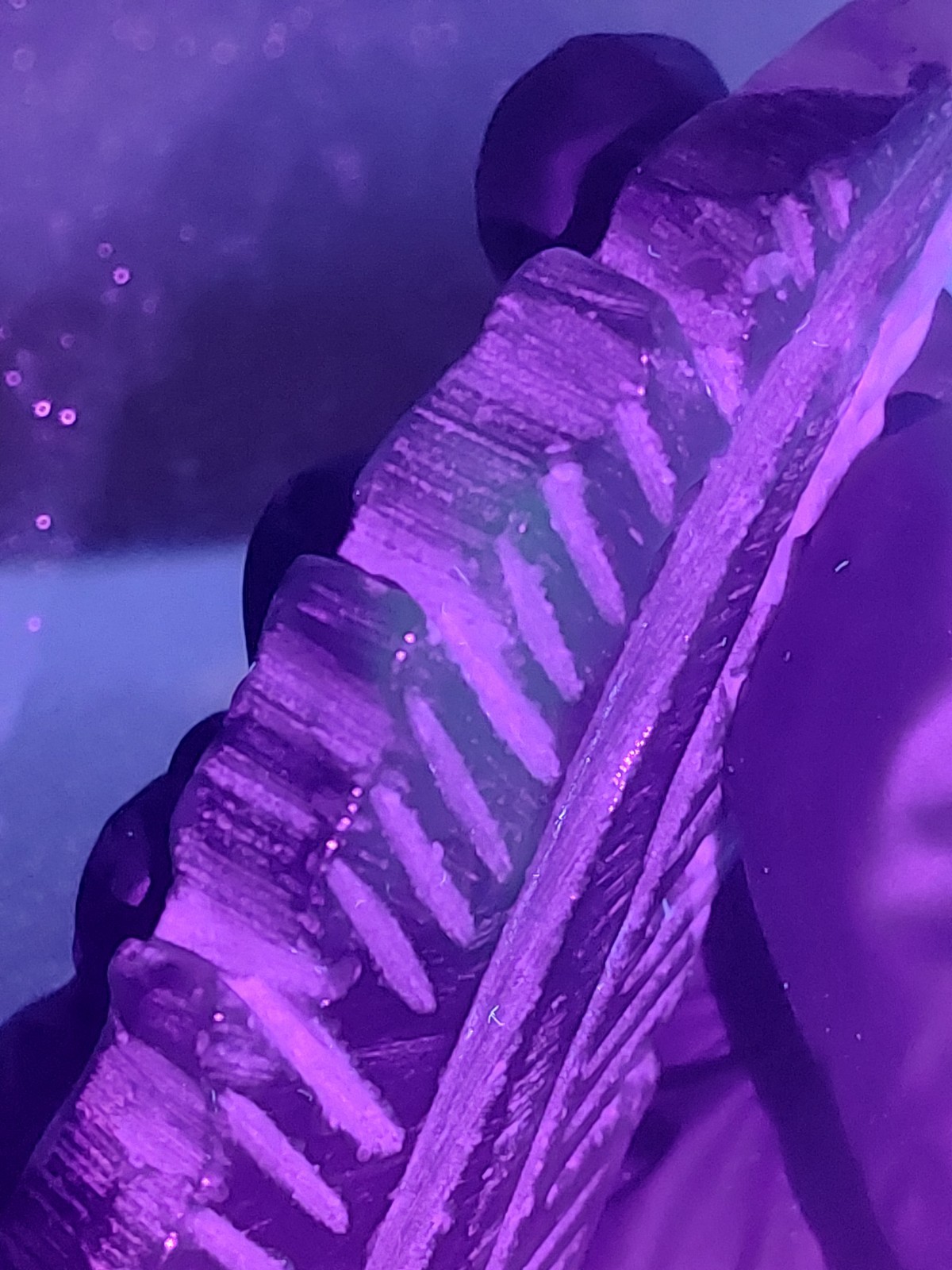 Volcano Agate Feather 78.6g 9.8cm w/ Stand – Grounding Stone (UV Reactive)