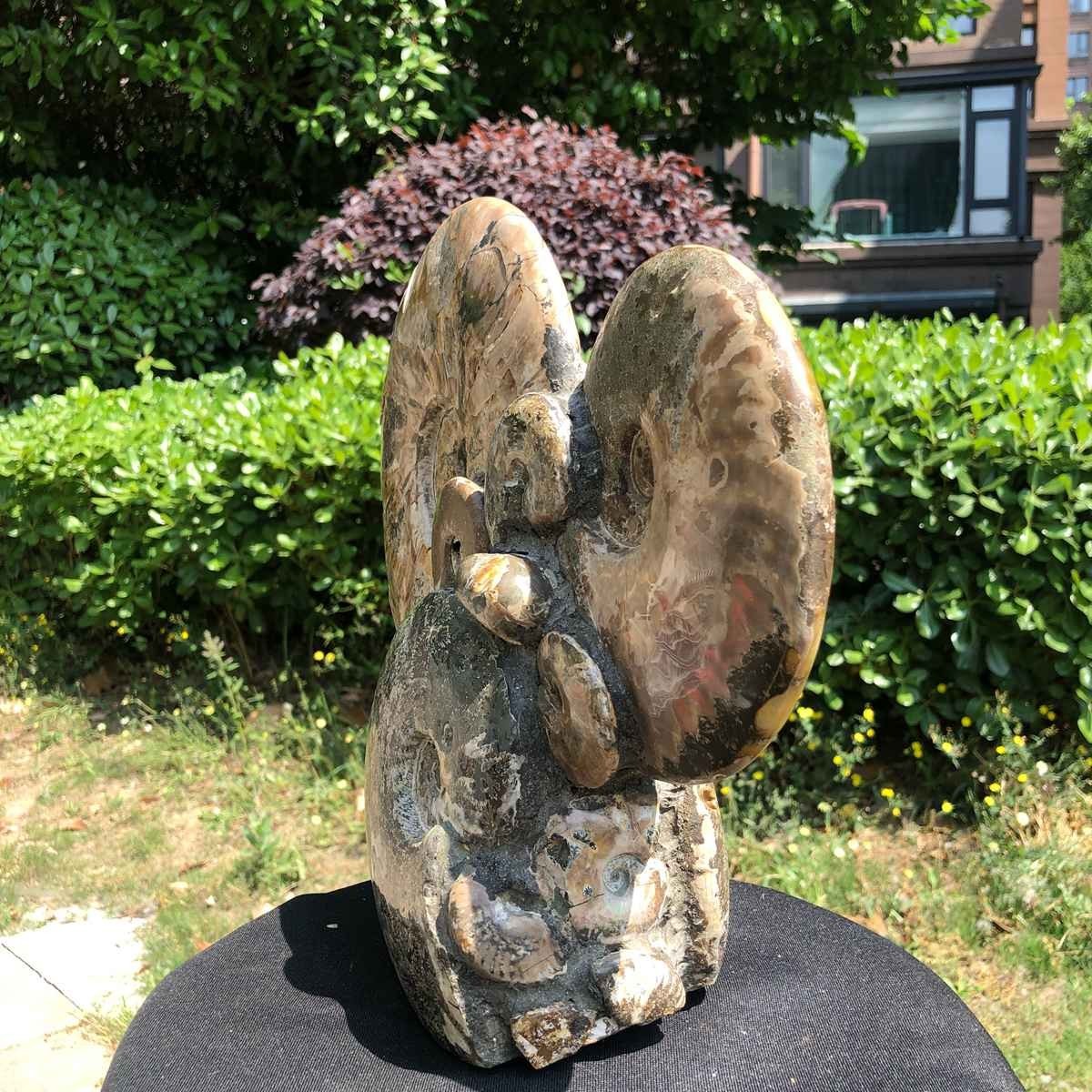 17.46LB Rarem Natural Tentacle Ammonite Fossil Specimen Shell Healing Madagas