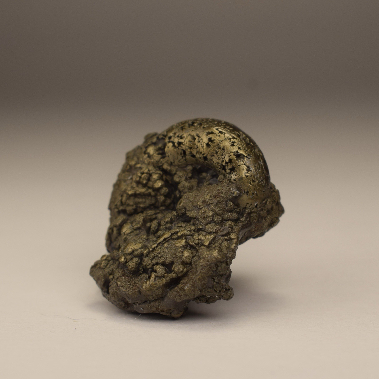 UNIQUE Pyritized Ammonite AVEYRON, FRANCE