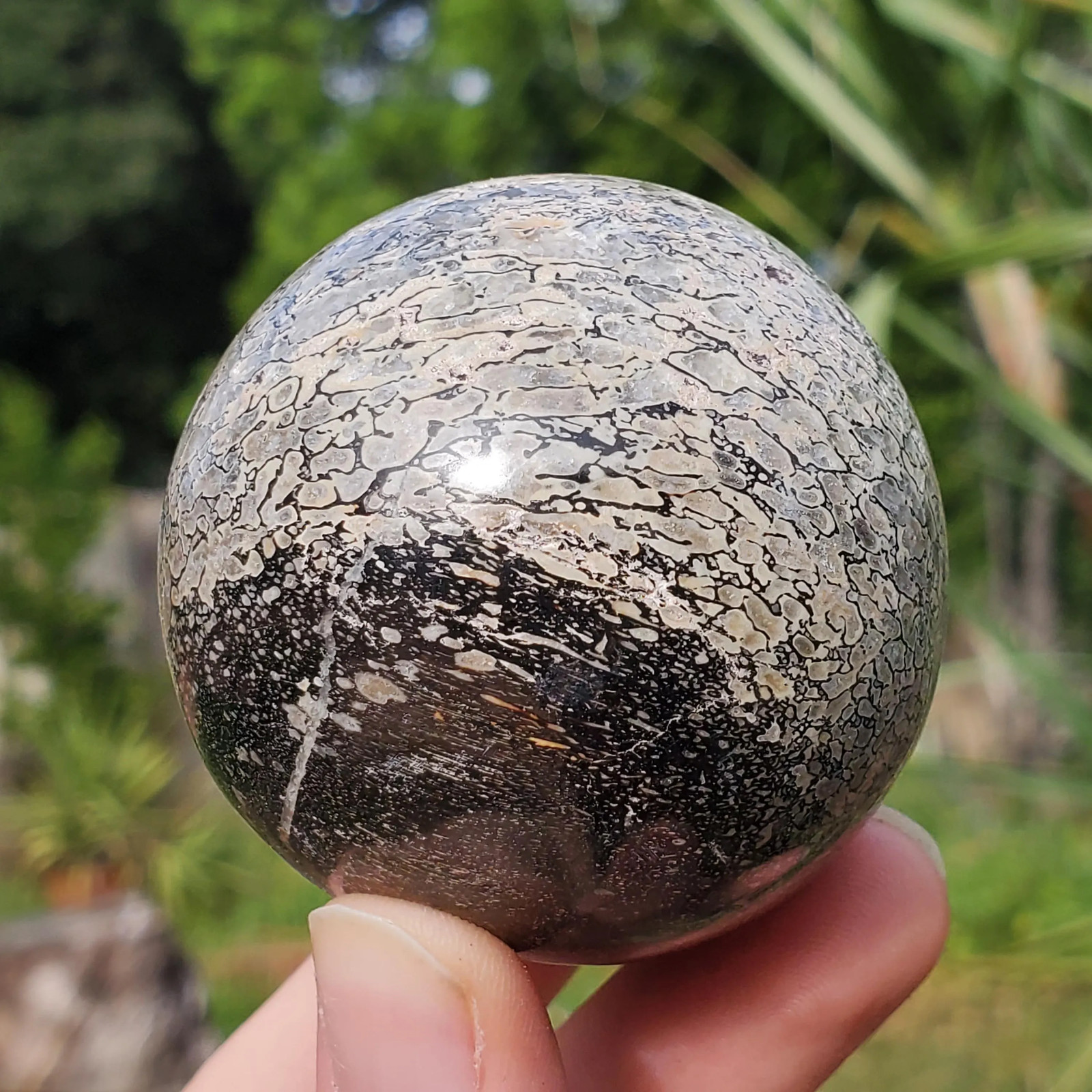 Dinosaur Gembone Dinobone Fossil Sphere Agatized Bone 220 Grams