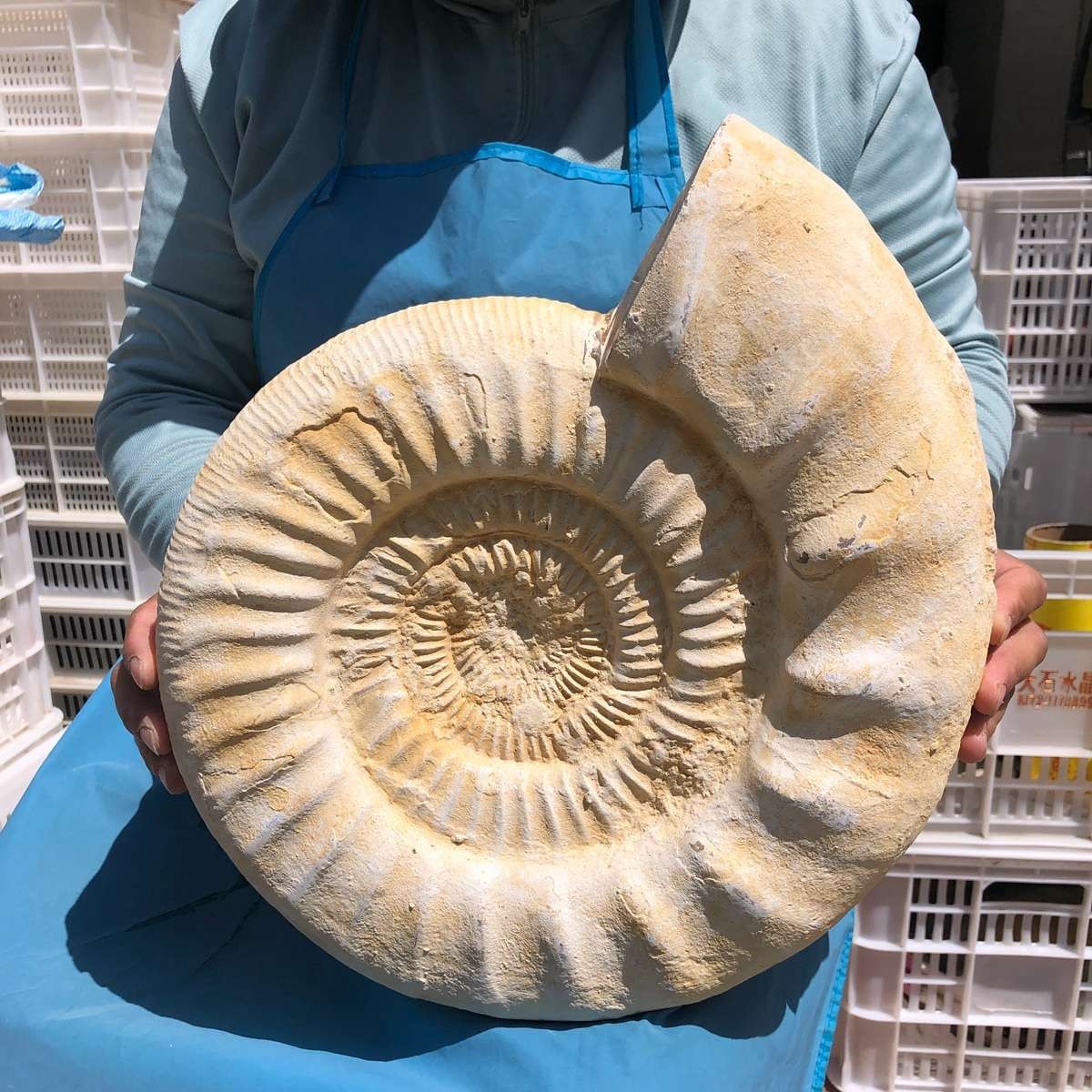 22.5LB Large Natural Beautiful Ammonite Fossil Conch Crystal Specimen Healing