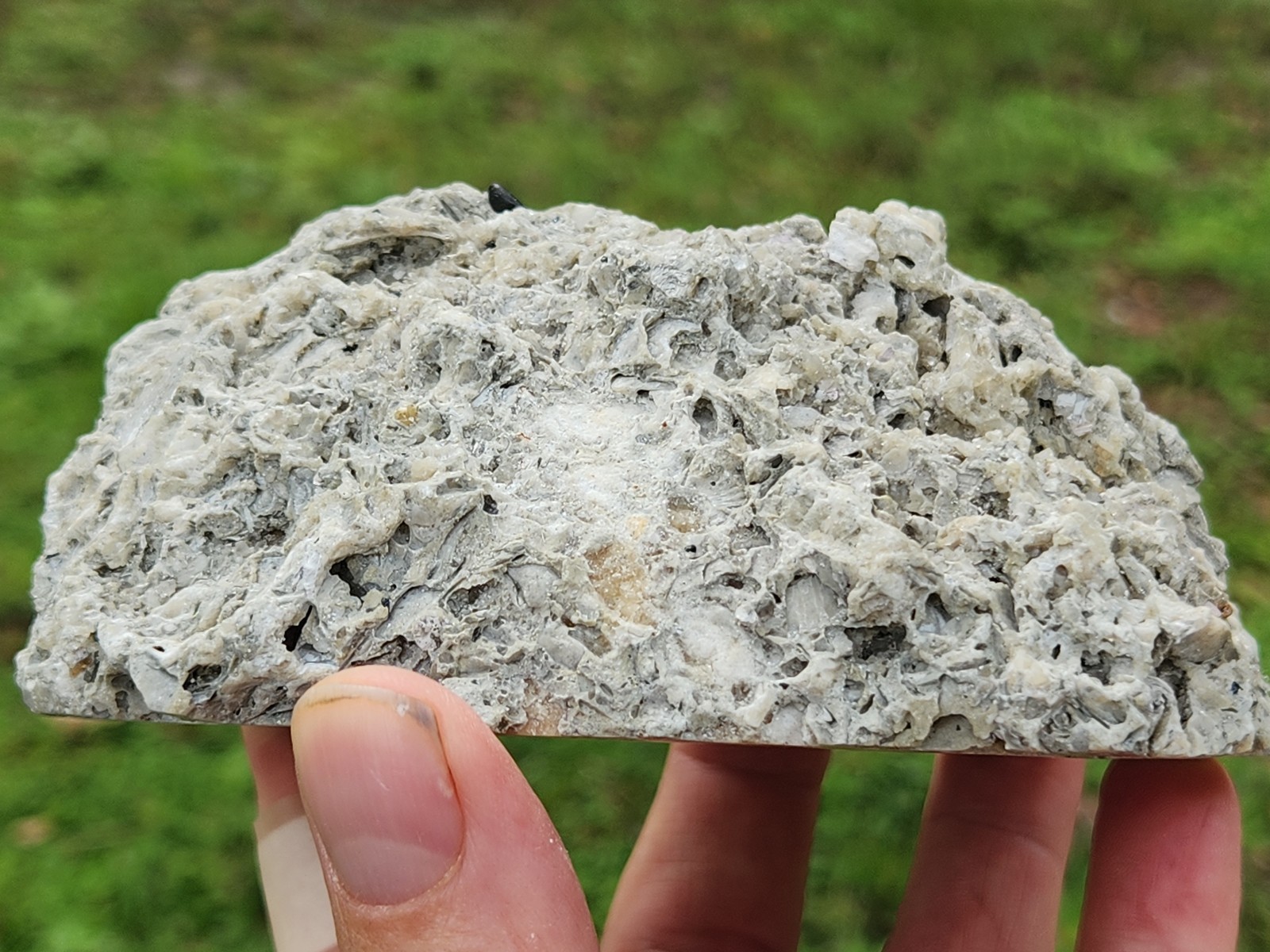 HUGE Calcite CRYSTAL WHELK Shell Fossil Rucks Pit Florida dogtooth CUT POLISHED