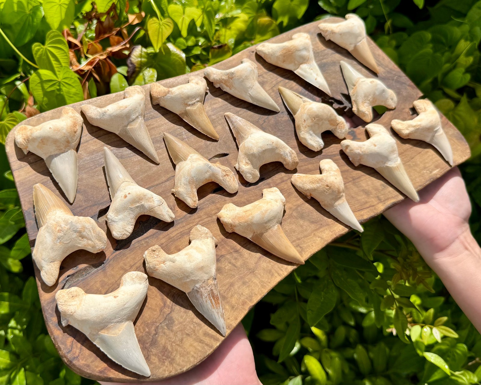 LARGE Shark Tooth Fossils, Natural Fossilized Shark Teeth – Choose Size & Amount