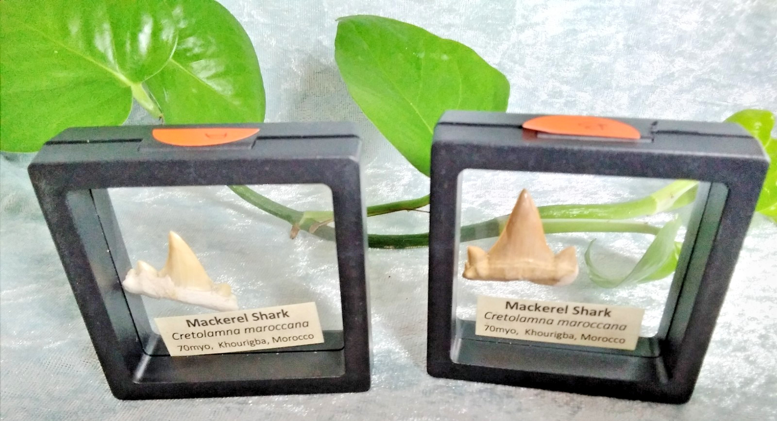Mackerel Shark Tooth ~ Cretolamna Maroccana, 70 MYO, Morroco ~ Display Blk (A)