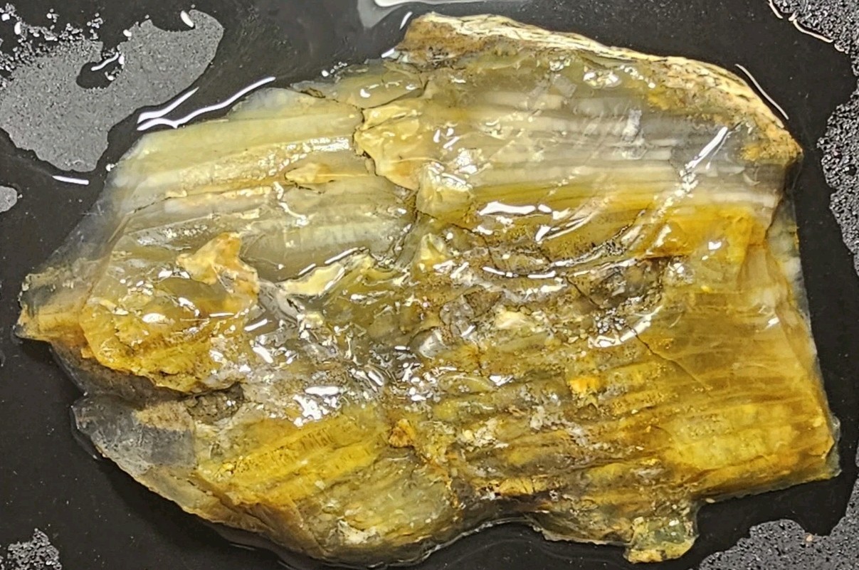 Grassy Mountain Petrified Wood Rough End Cut Rare R