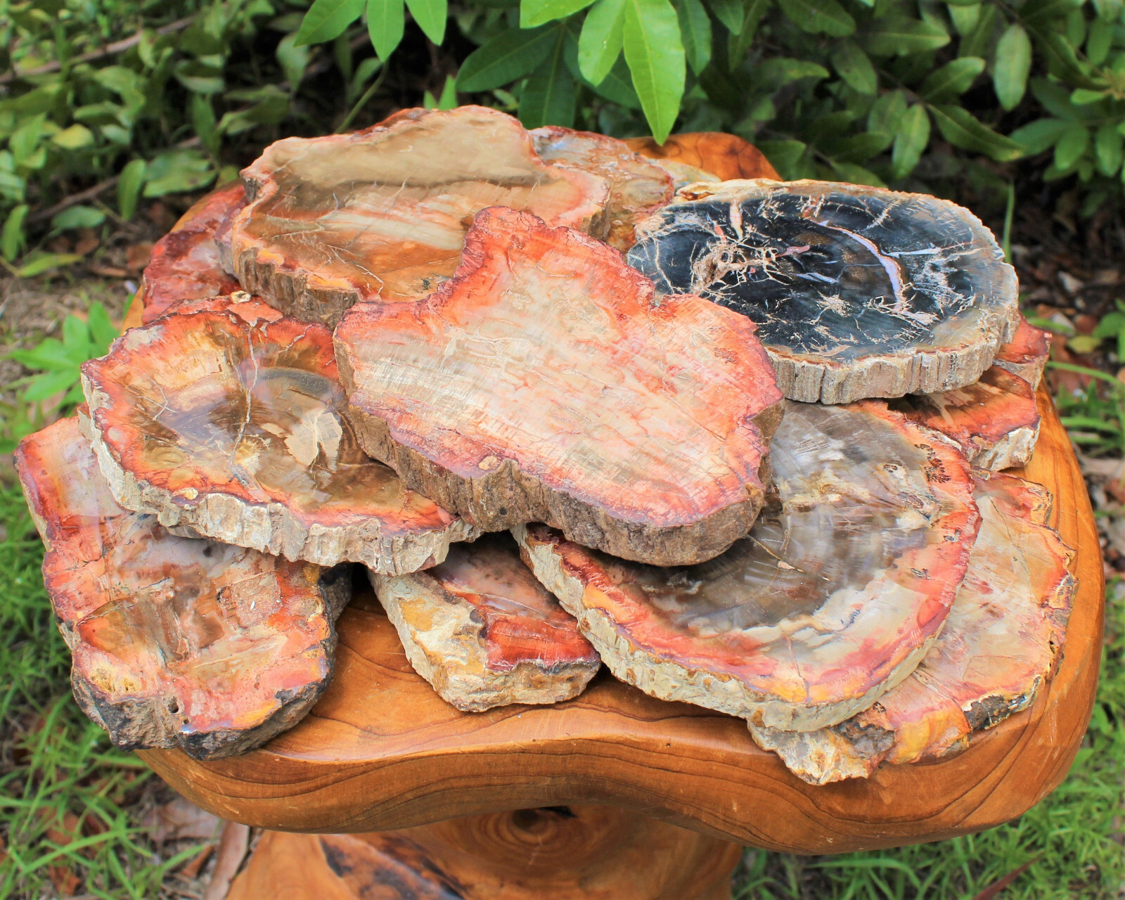 LARGE Petrified Wood Slabs 3.5 – 6″ (Fossilized Wood, Polished Petrified Wood)