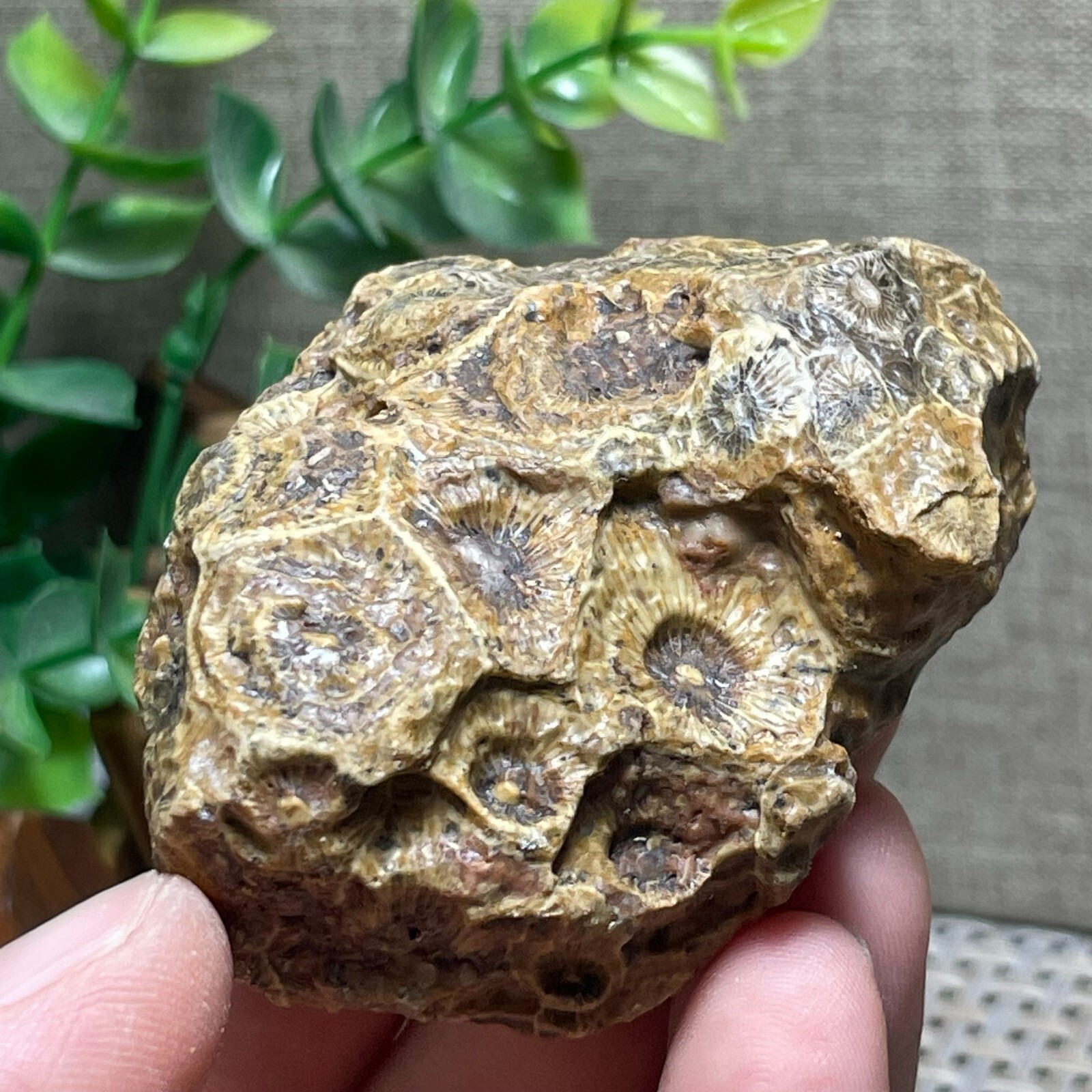 Unpolished Michigan Petoskey Stone – Hexagonaria – Coral stone 110g A56