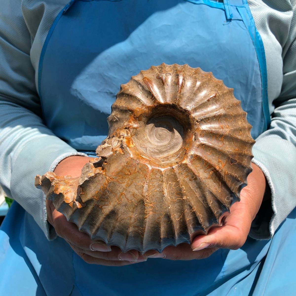 4.04LB Natural Beautiful Ammonite Fossil Conch Crystal Specimen Healing 5395