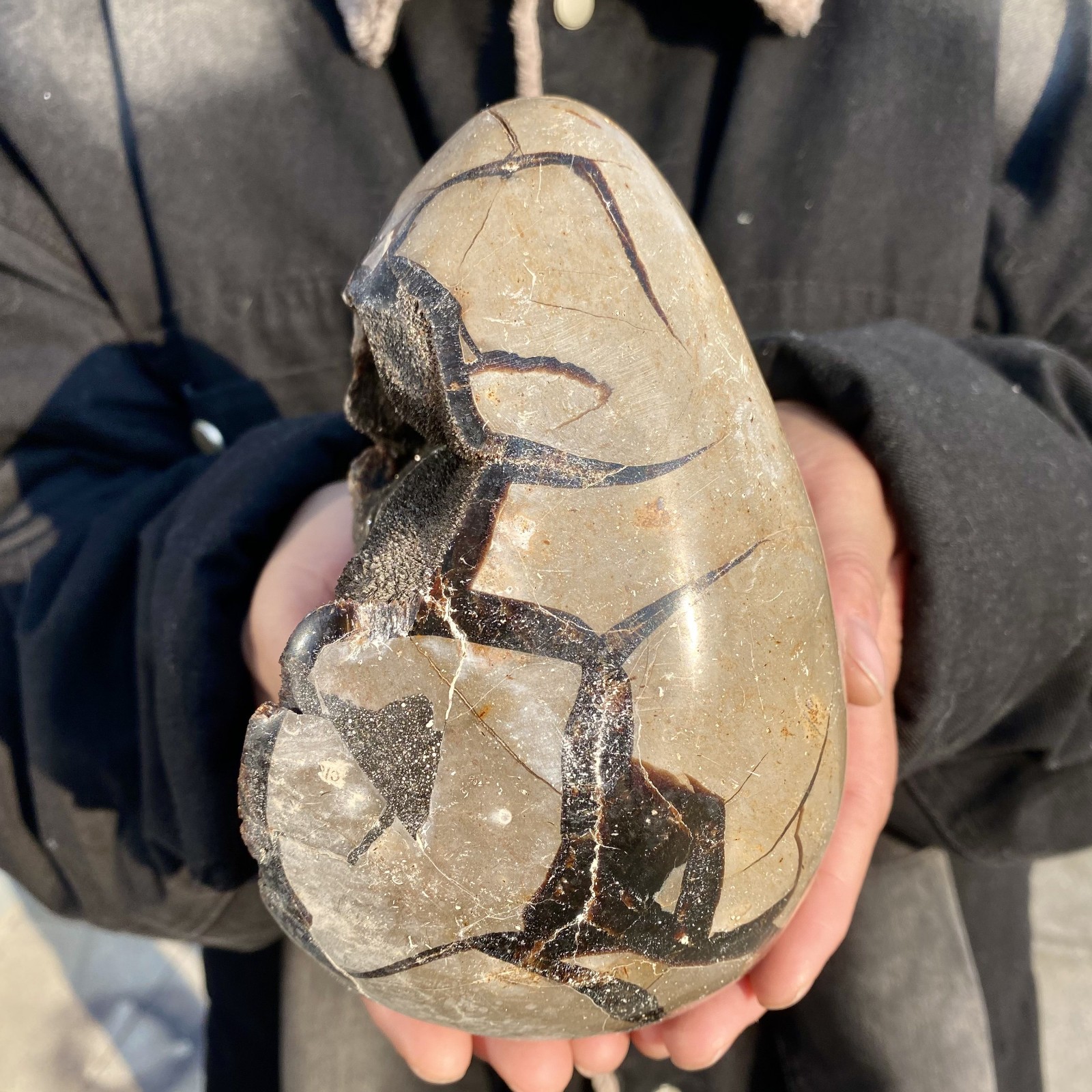 5.2LB natural turtle shell stone egg spiritual healing