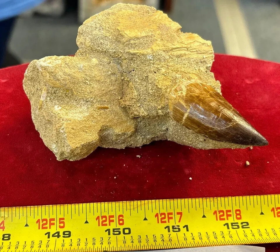 245g Mosasaurus Tooth in Matrix Excellent Condition – Utah, US