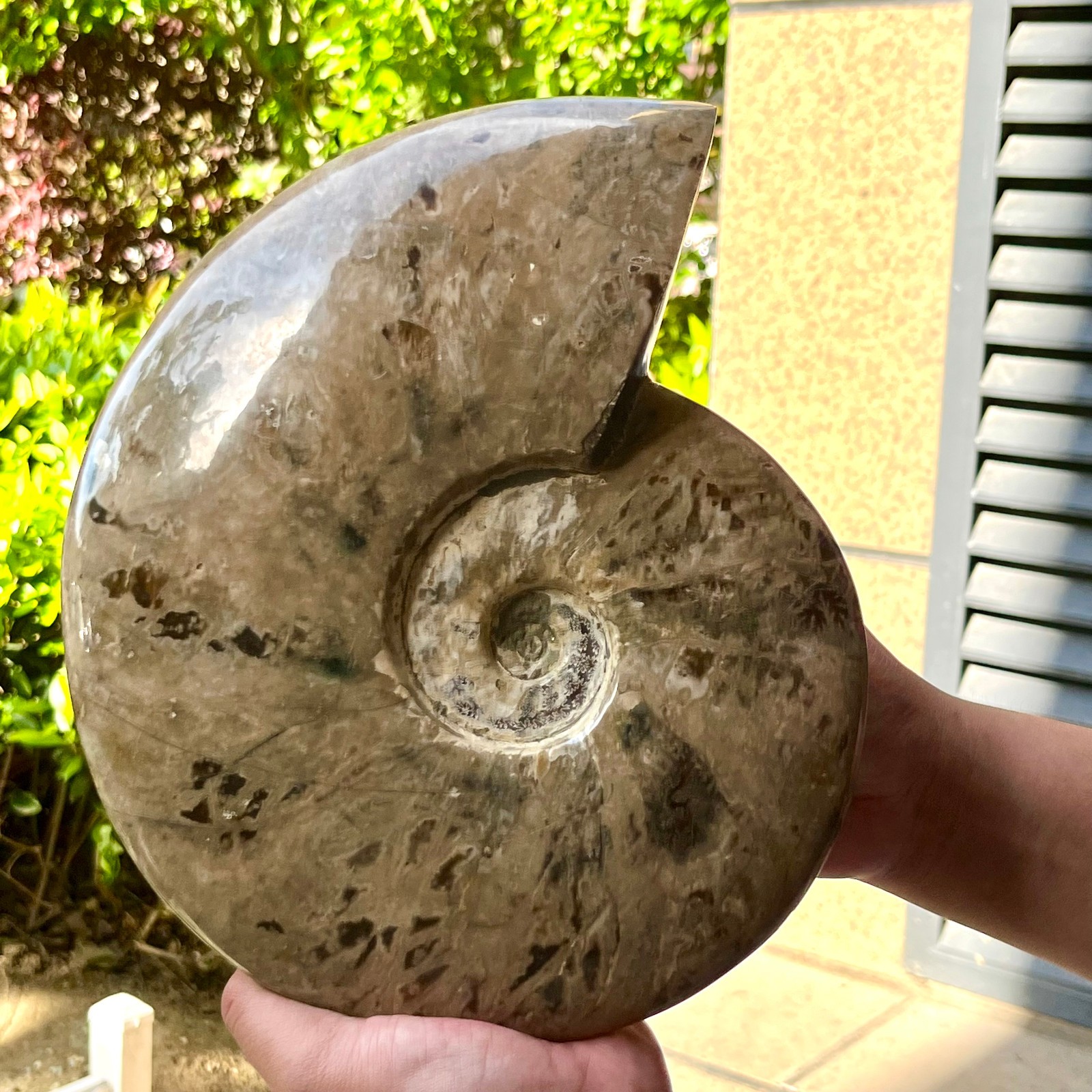 Polished Ammonite Fossil Spiral Shell Chrysanthemum Pattern Mineral 7.5 lb