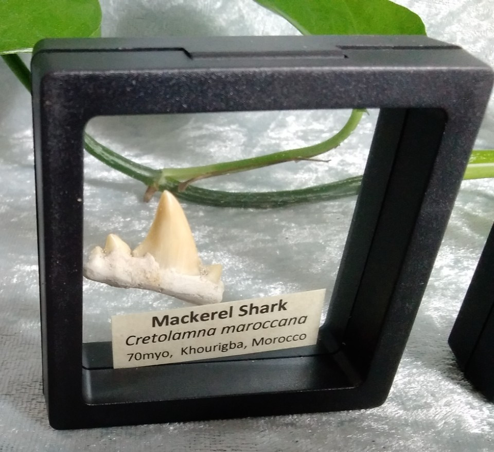 Mackerel Shark Tooth ~ Cretolamna Maroccana, 70 MYO, Morroco ~ Display Blk (A)