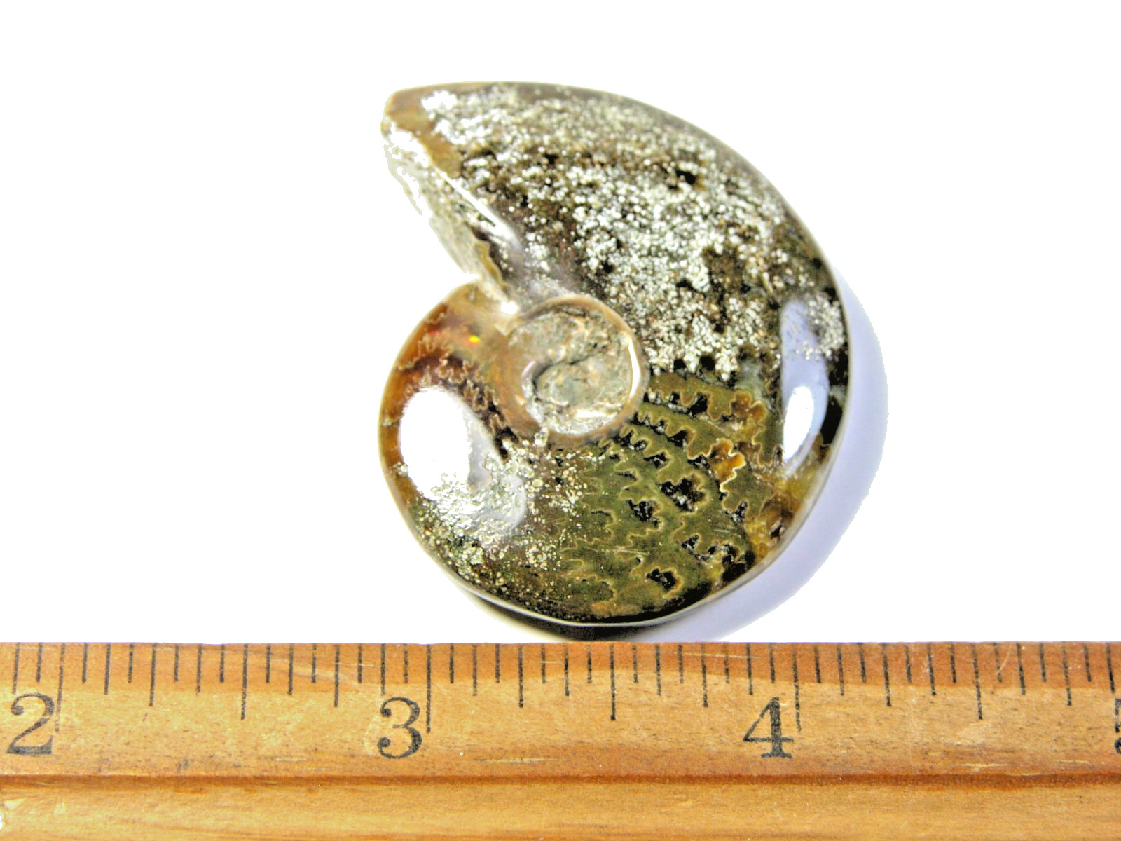 Ammonite fossil polished 1 1/2″ + showing suture &fire Madagascar ms36
