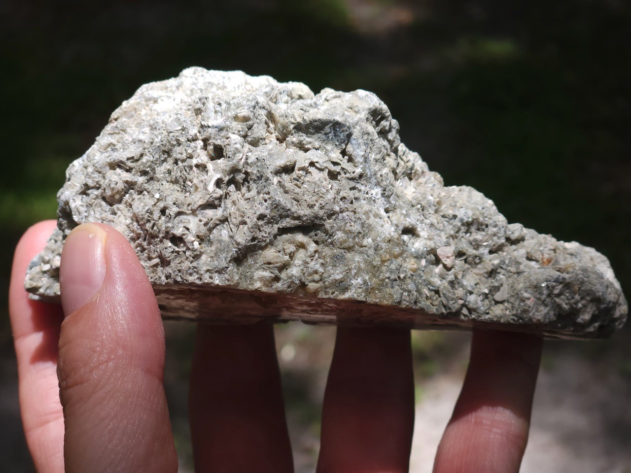 Calcite CRYSTAL WHELK Shell Fossil Rucks Pit Florida CUT POLISHED dogtooth UV