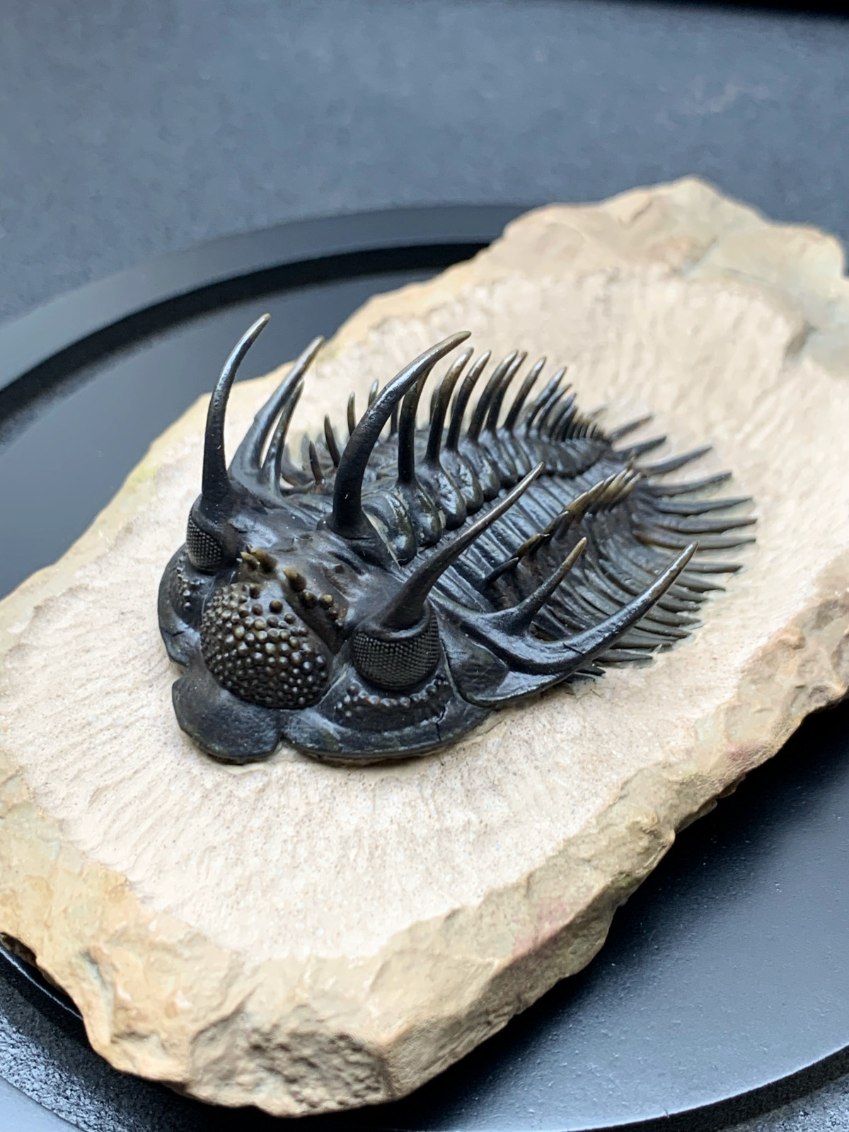 1:1 Comura Bullyneki Trilobite Resin Replica, Spiny Trilobite Fossil Display