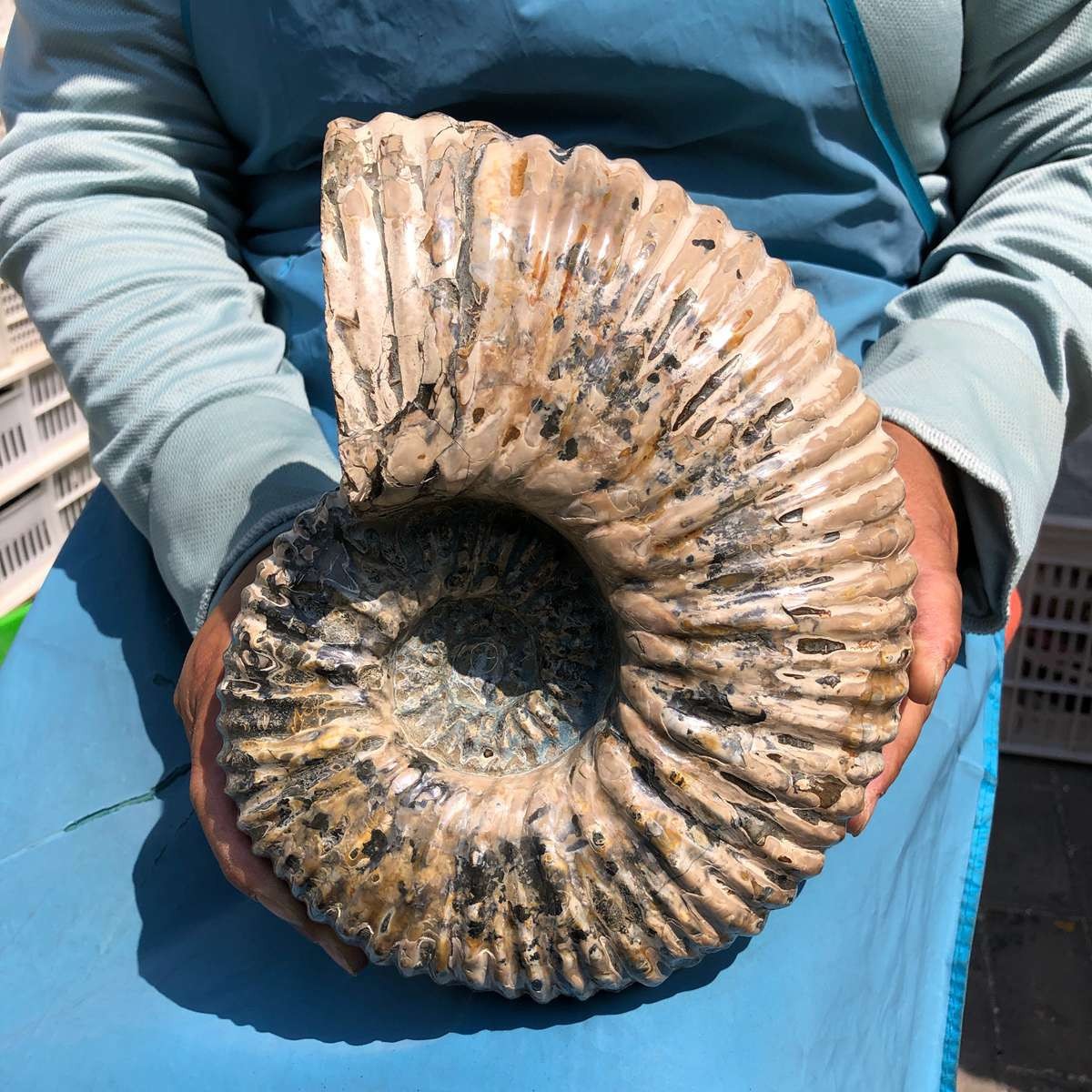 10.86LB Natural ammonite fossil conch Crystal specimen healing decor