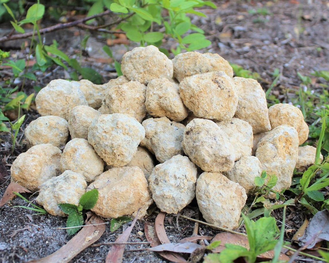 Mineral & Fossil Mining Bucket – Crystals, Fossils, Geodes and More – Gem Mining