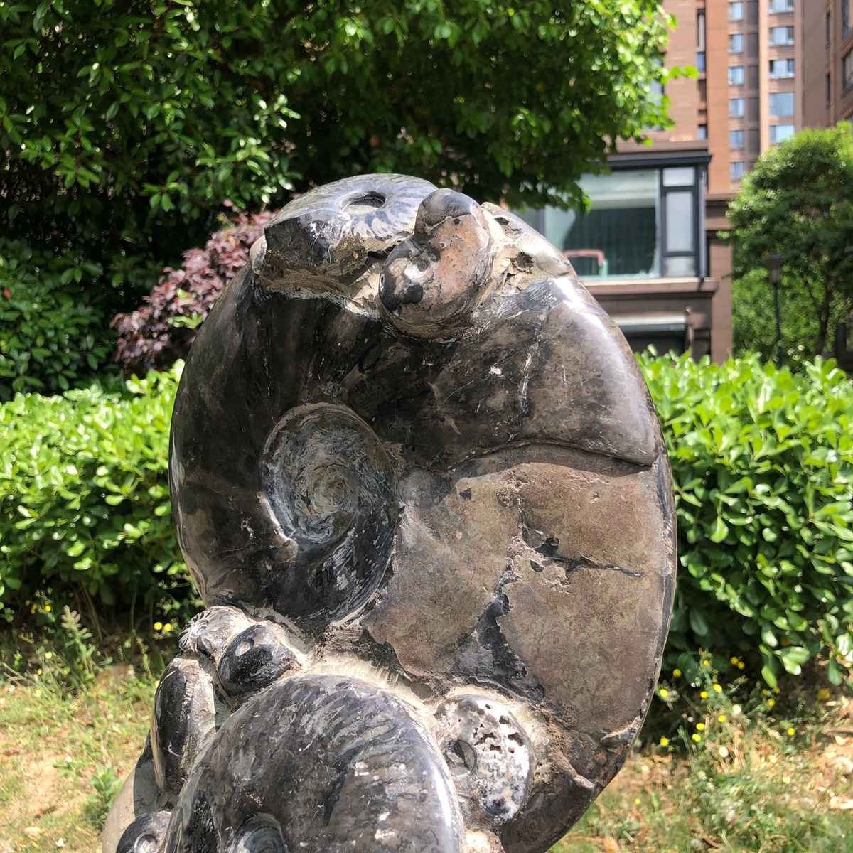 23.4LB Natural Beautiful Ammonite Fossil Conch Crystal Specimen Healing 5121