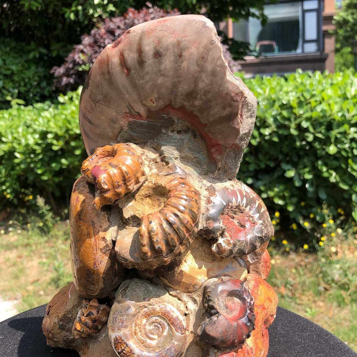 6.42LB Rarem Natural Tentacle Ammonite Fossil Specimen Shell Healing Madagas