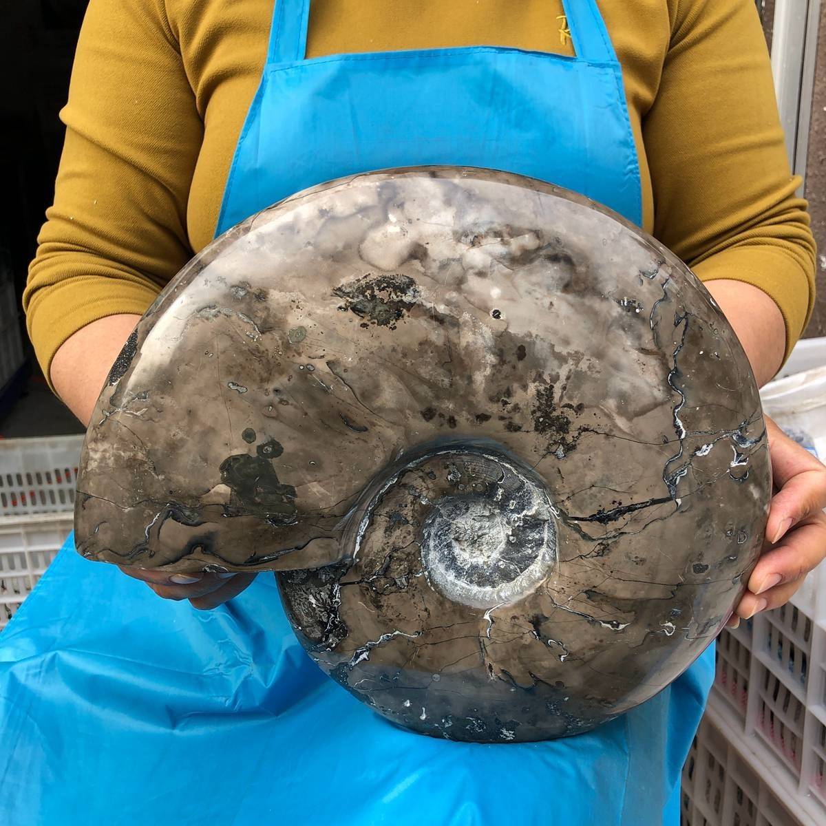 10.75LB Natural Beautiful Ammonite Fossil Conch Crystal Specimen Healing 4593