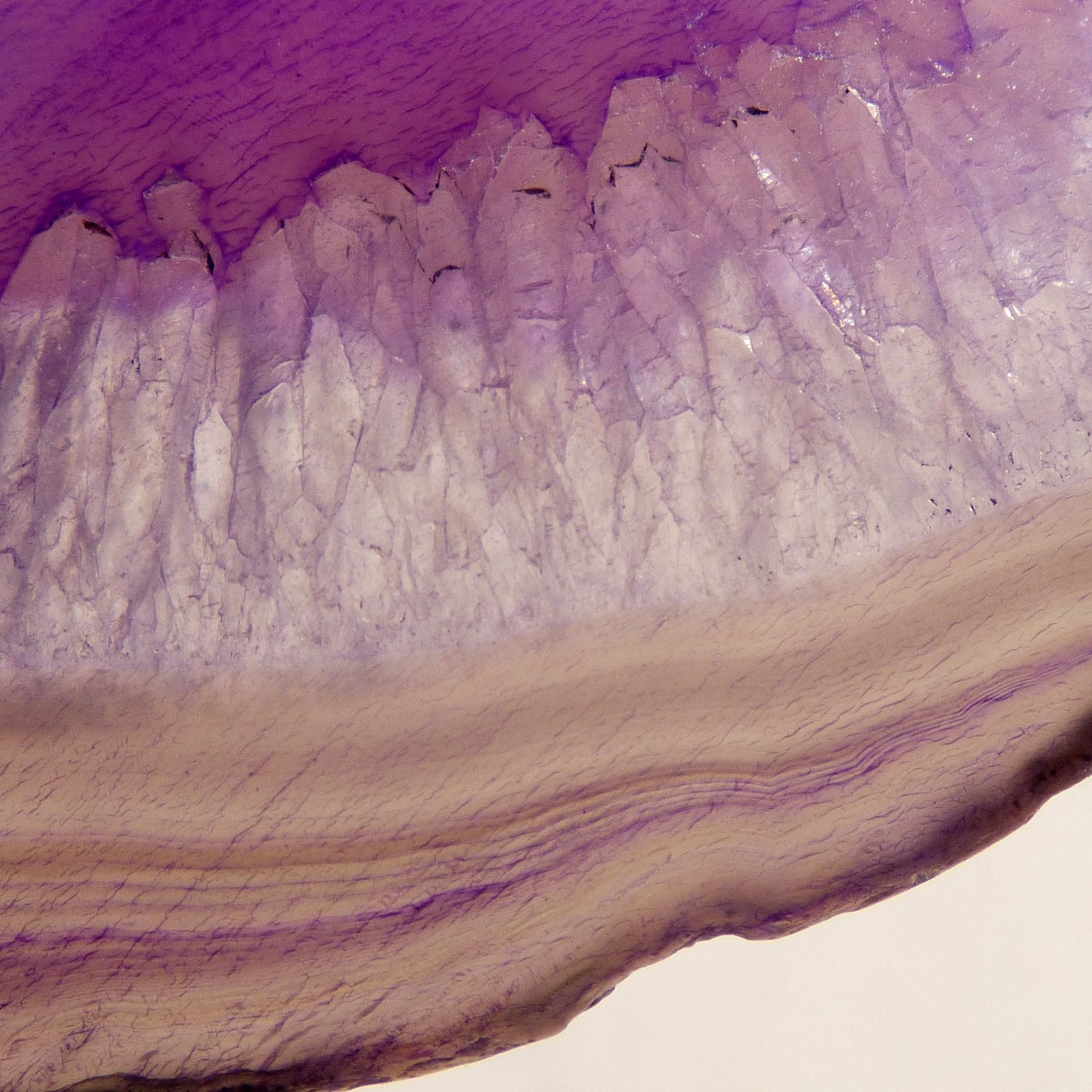 Banded Purple Agate Geode Slice with Quartz Crystal 6.5cm x 4cm Polished Brazil