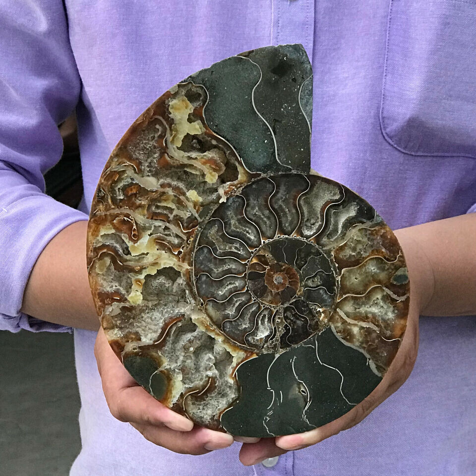 400g+ Natural Crystal ammonite fossil conch specimen healing Home decoration