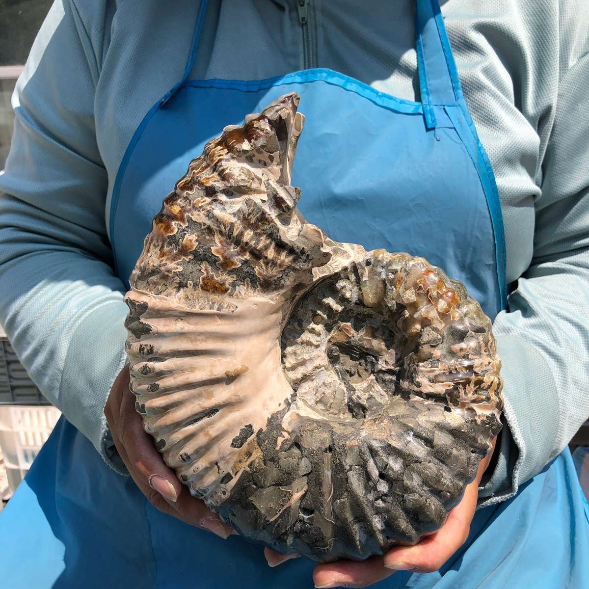 7.65LB Natural ammonite fossil conch Crystal specimen healing decor