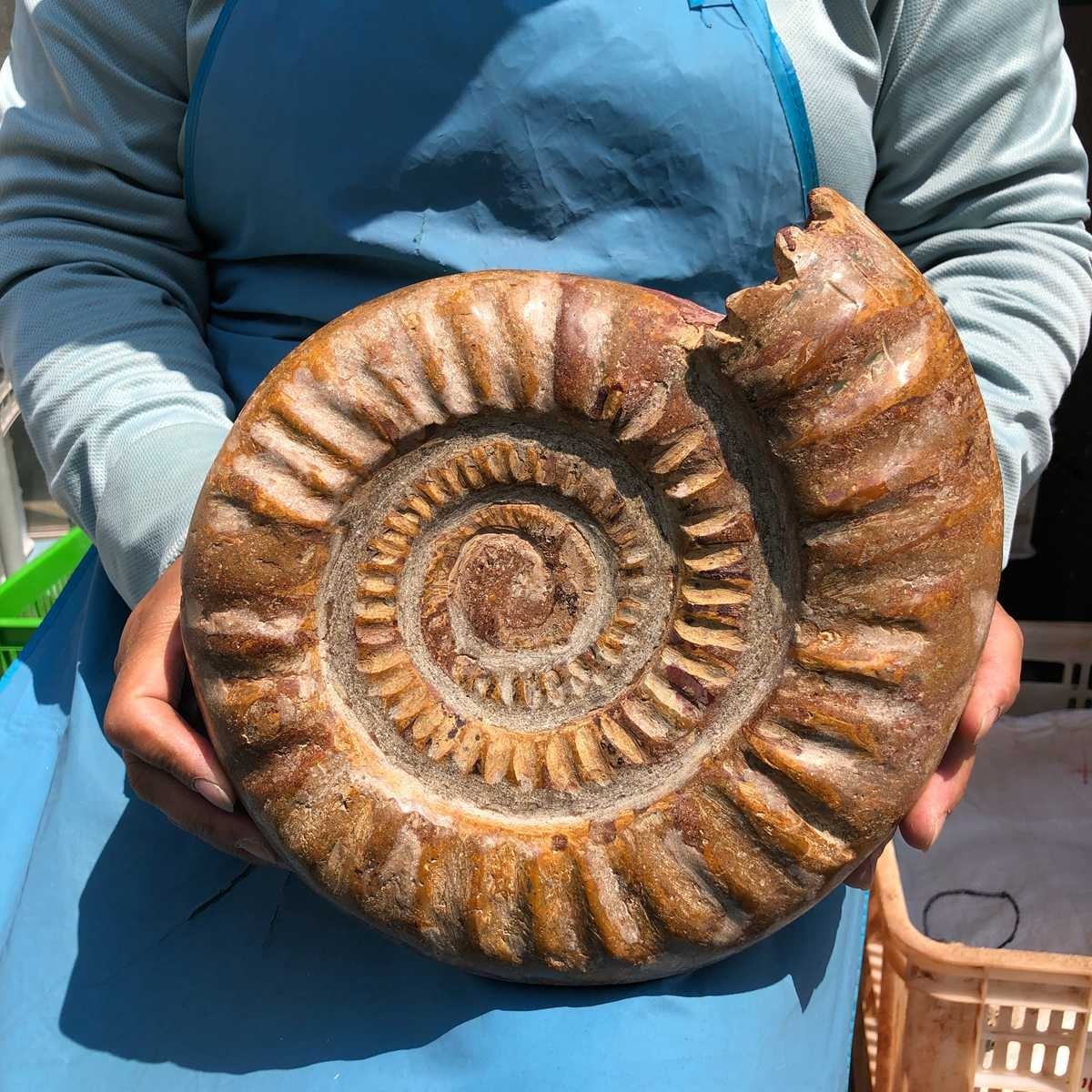 9.96LB Top Natural Horn Screw Fossil Ammonite Conch Crystal Specimen Healing