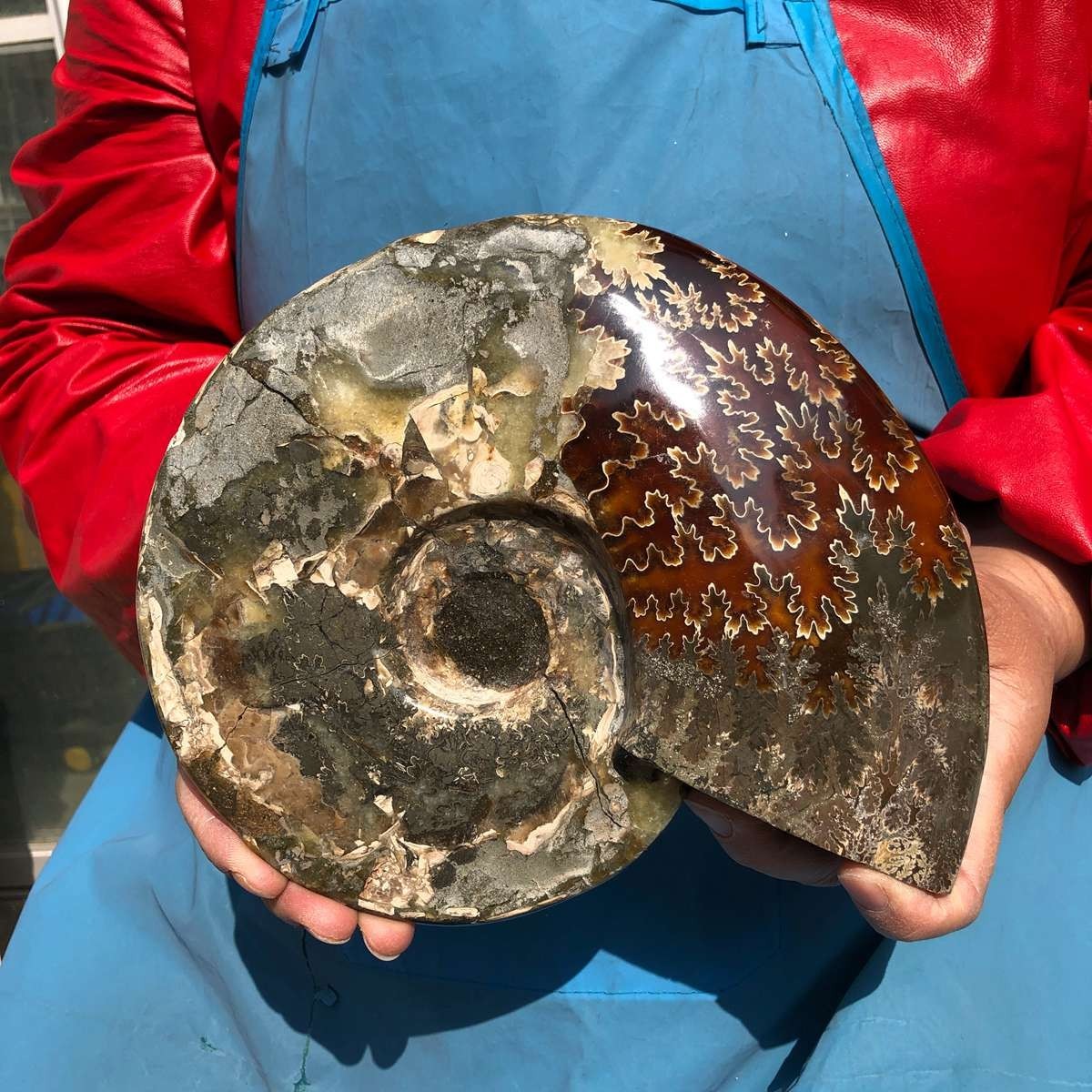 3.65LB AAA Natural Polished Ammonite Fossil with Suture Detail healing