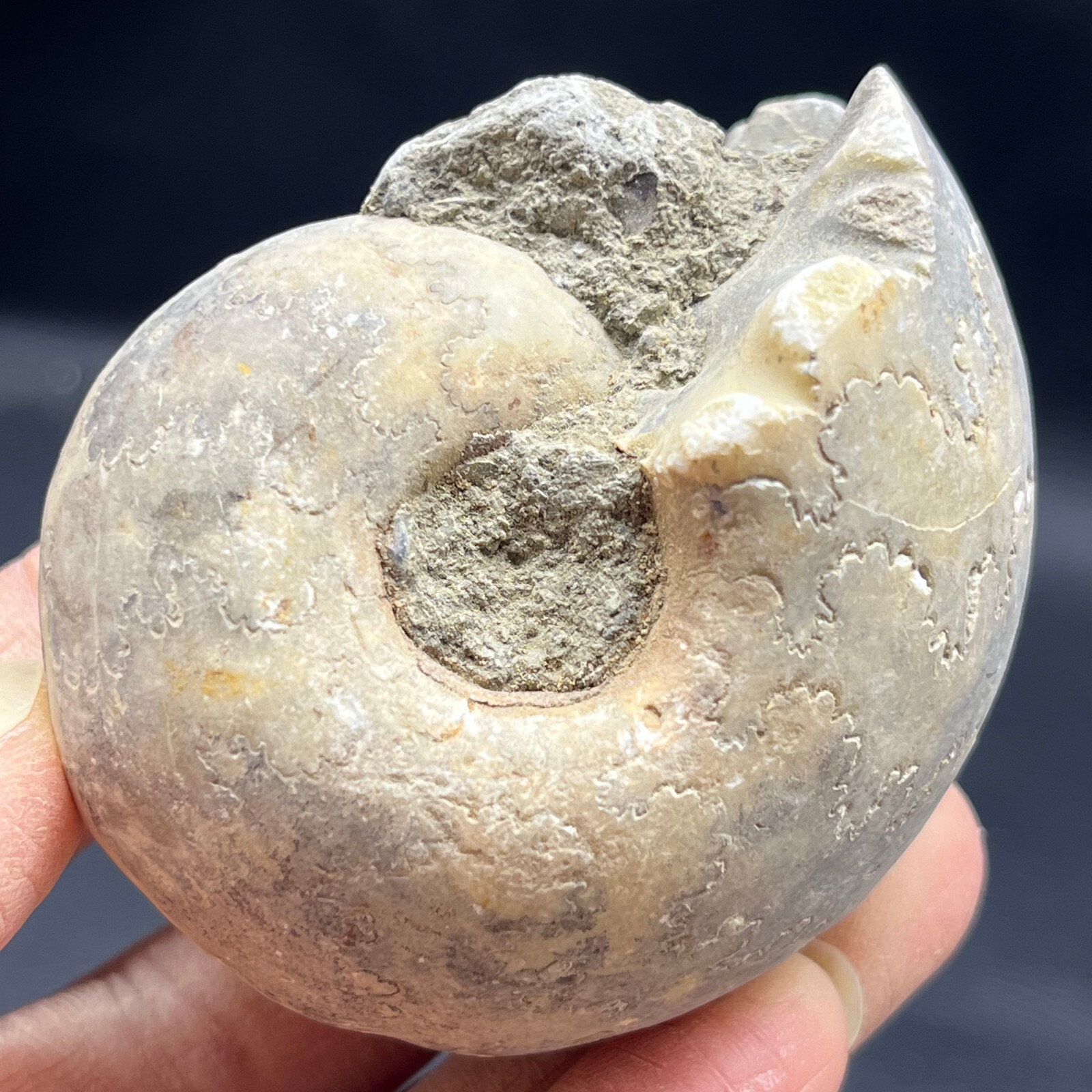 153G Natural conch specimens from Madagascar Rough without any treatment Q2